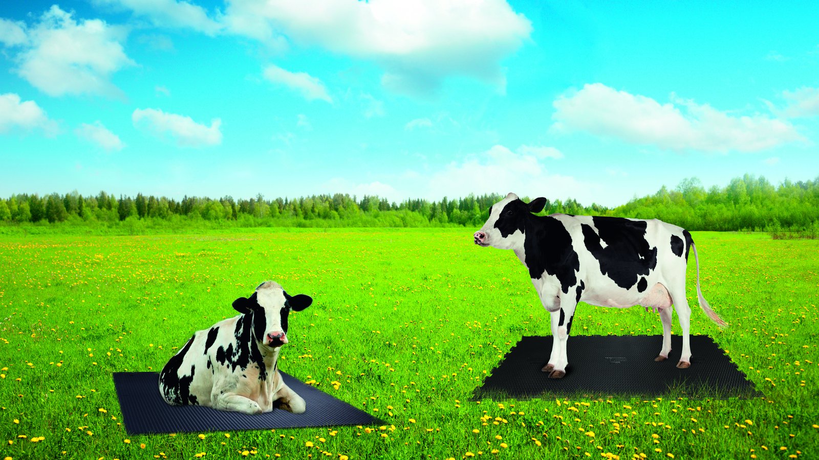 Крави на поляната