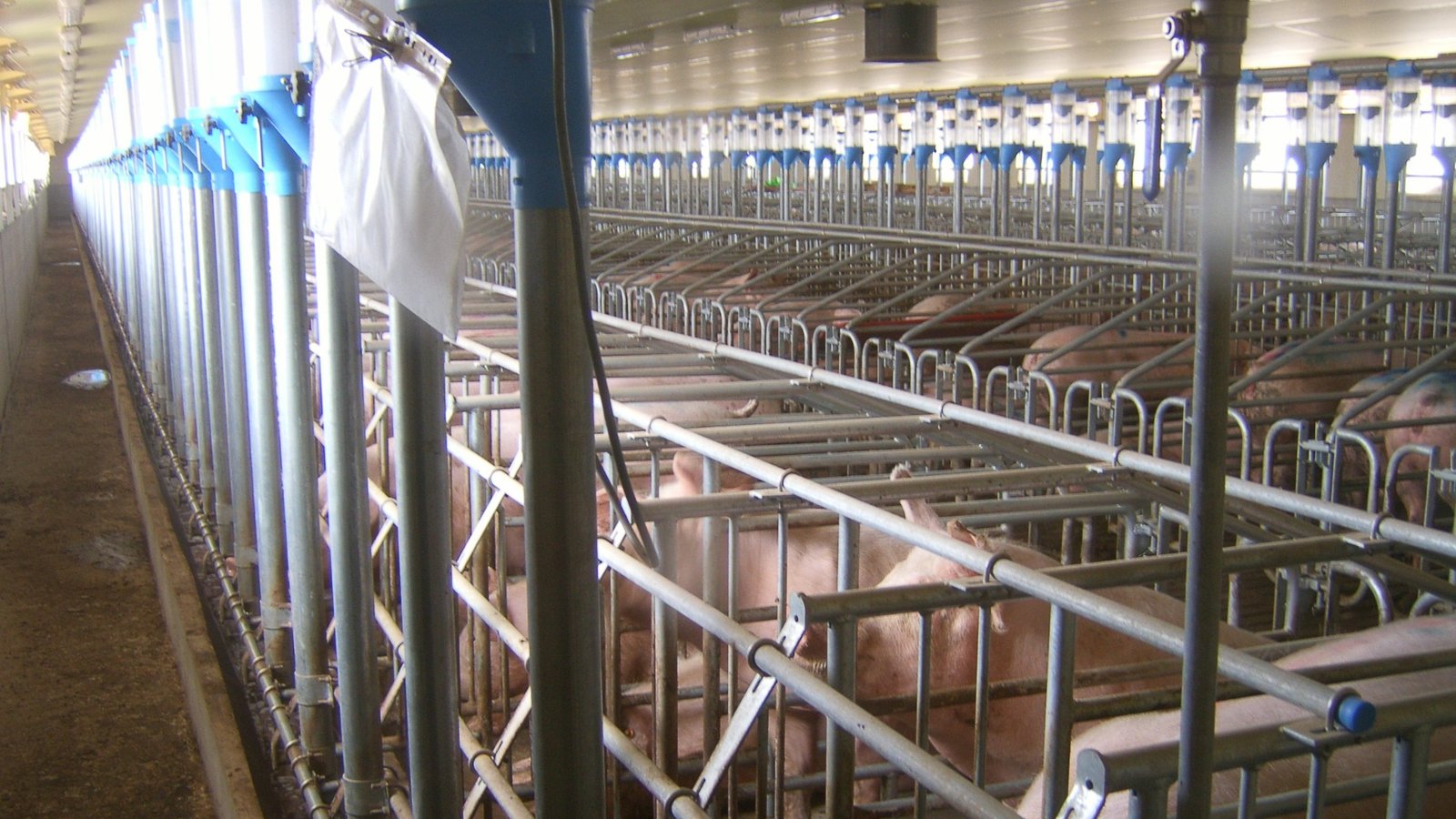 Заплождащи се свине