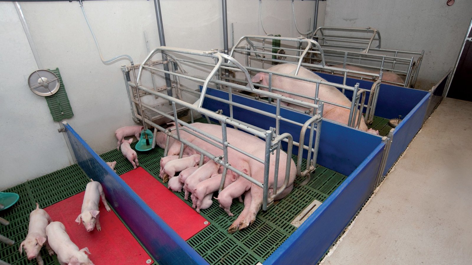 Бокс кърмачка